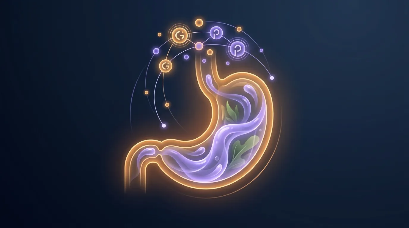 Conceptual illustration of fiber in the digestive system showing gel-forming soluble fiber slowing gastric emptying and triggering satiety hormones