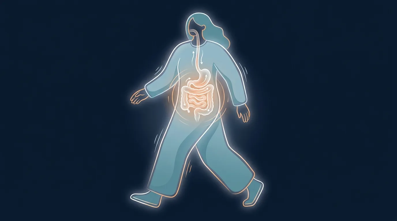 Editorial illustration showing a calm walking figure beside a stylized digestive tract with arrows indicating gentle motility and reduced bloating after a short post-meal walk