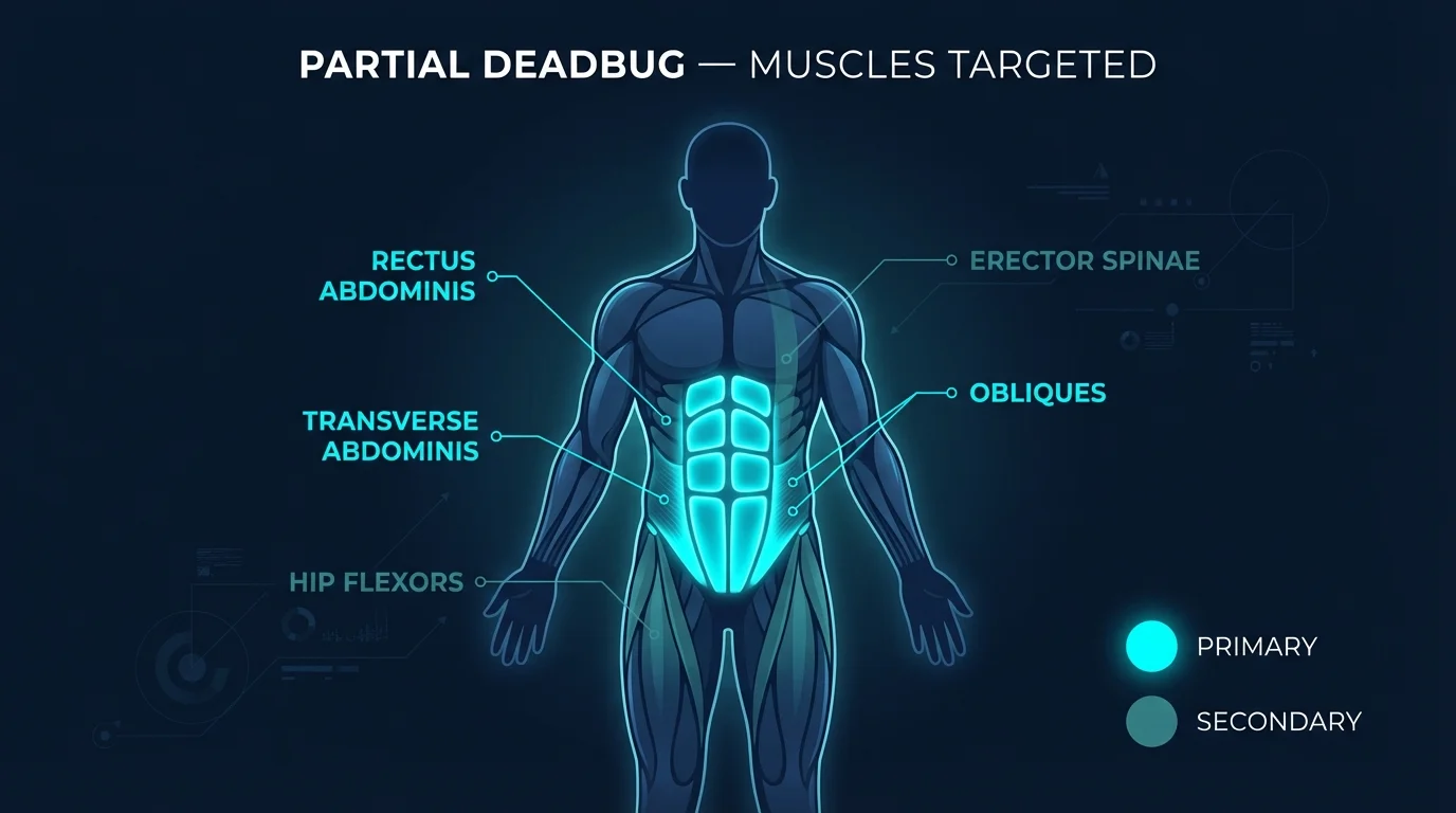 Partial deadbug muscles activated: rectus abdominis, transverse abdominis, and obliques as primary movers, with hip flexors and erector spinae as stabilizers during alternating leg extension