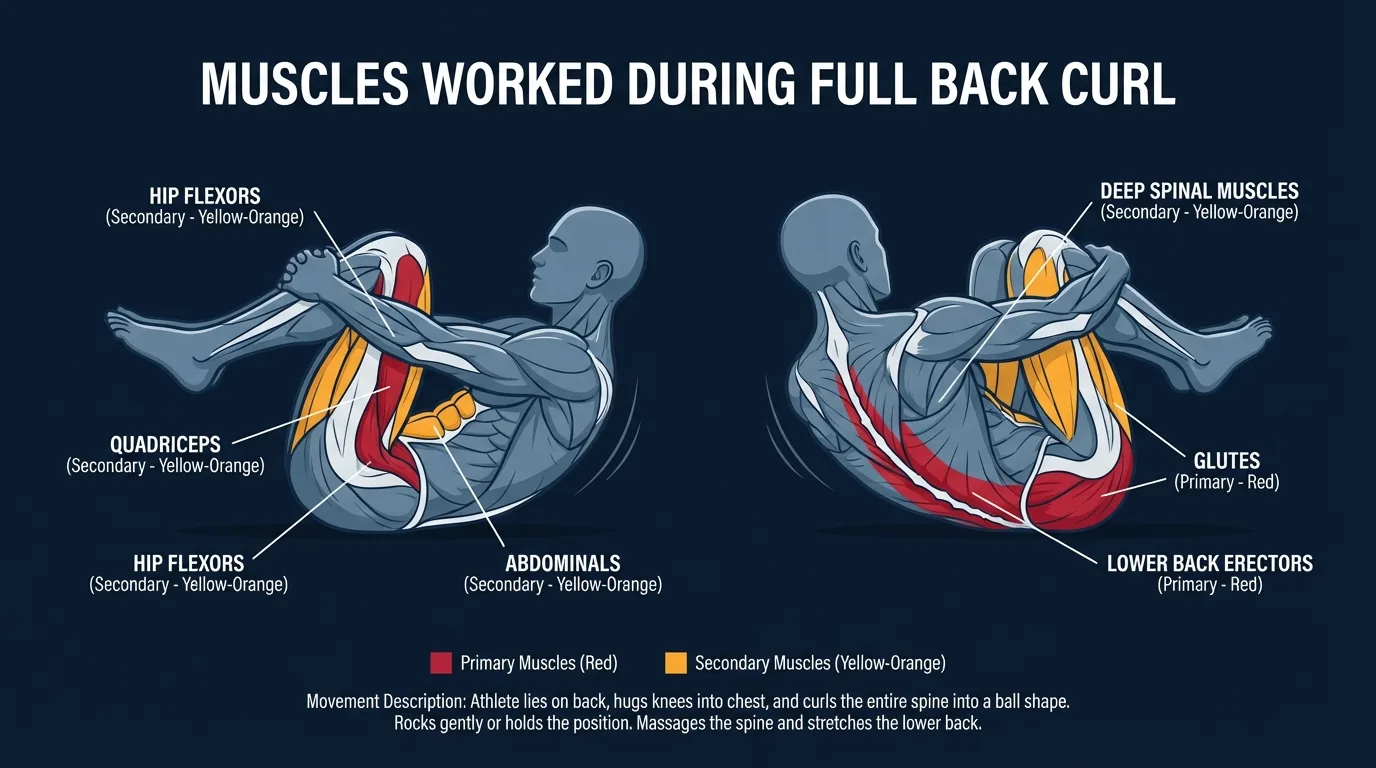 Full back curl areas stretched and mobilized: erector spinae along the full spinal length, hamstrings, and glutes as primary stretch targets, with multifidus and quadratus lumborum mobilized through segmental spinal flexion