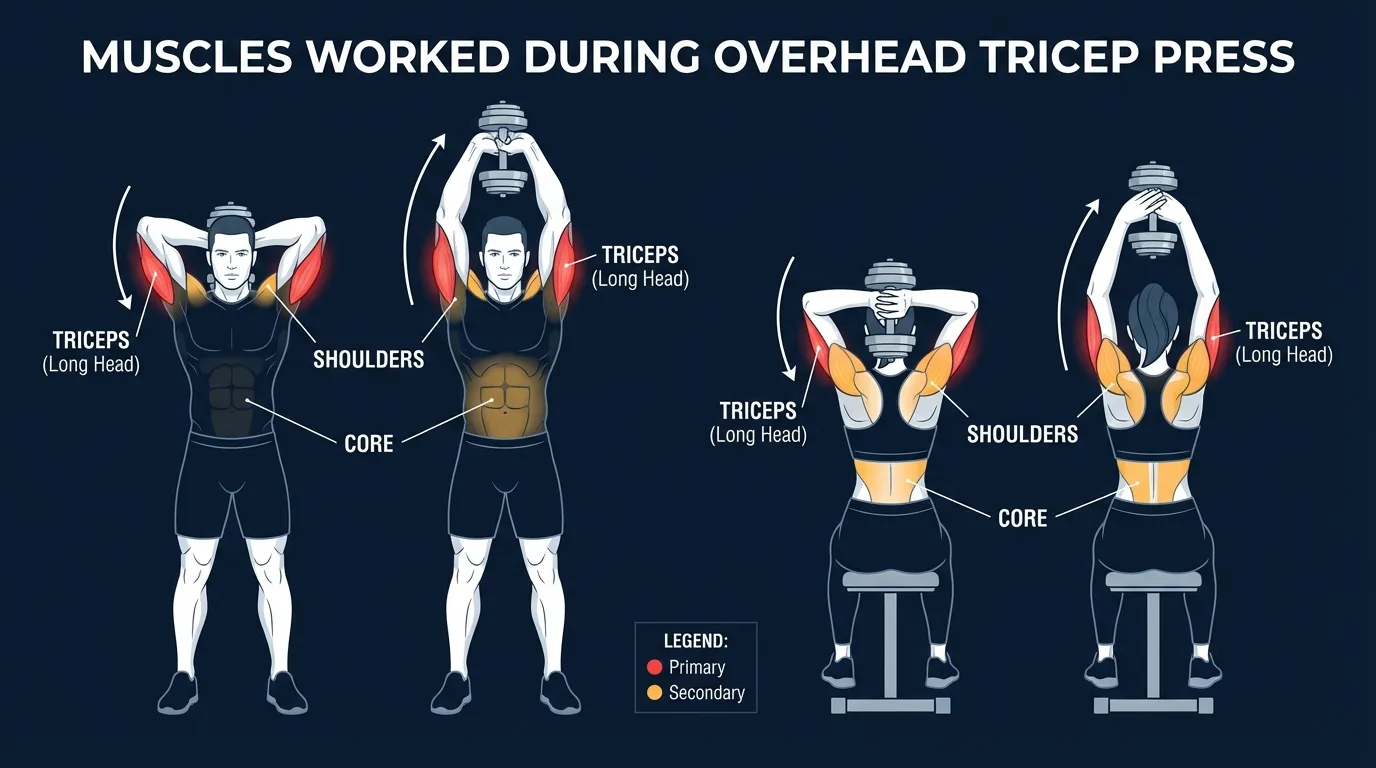 Overhead tricep press muscles activated: all three heads of the triceps brachii (long head, lateral head, medial head) as primary movers with the long head emphasized due to overhead arm position, plus anconeus and core stabilizers