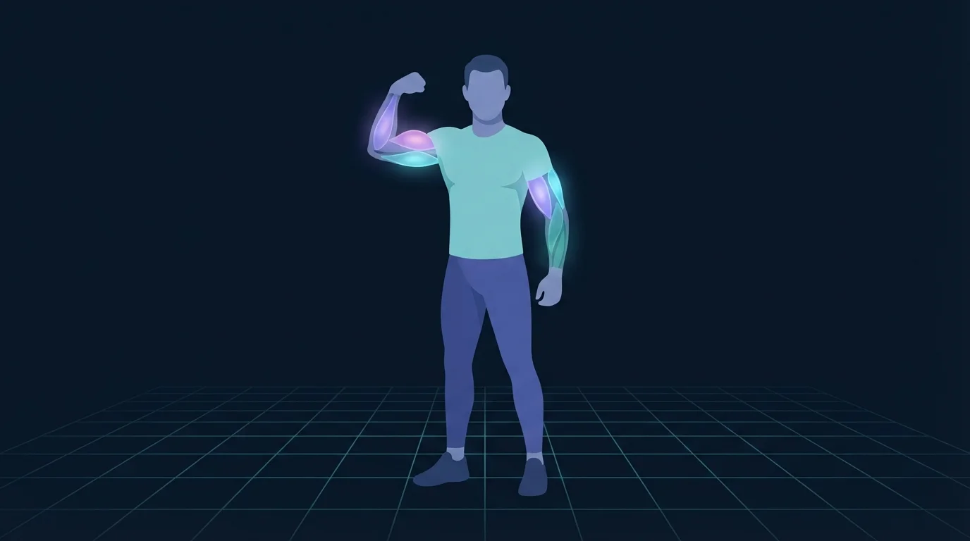 A figure standing with one arm bent and flexed, the front of that upper arm glowing violet and the back of the same upper arm glowing cyan to show the two muscle groups that make up arm size