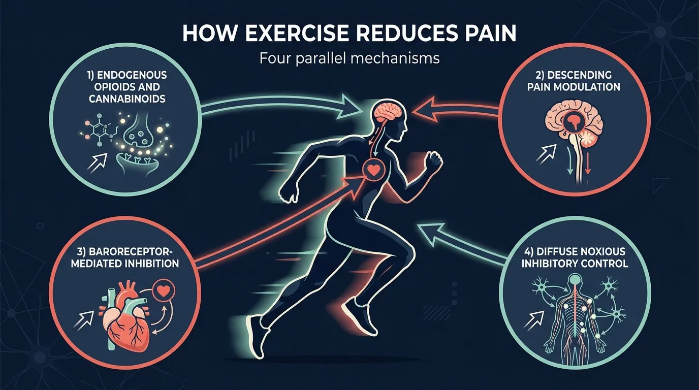 Diagram showing four biological pathways of exercise-induced hypoalgesia. Endogenous opioid system releases endorphins and enkephalins. Endocannabinoid system releases anandamide. Descending pain modulation from periaqueductal gray in brainstem. Baroreceptor activation from elevated blood pressure engaging pain inhibition.