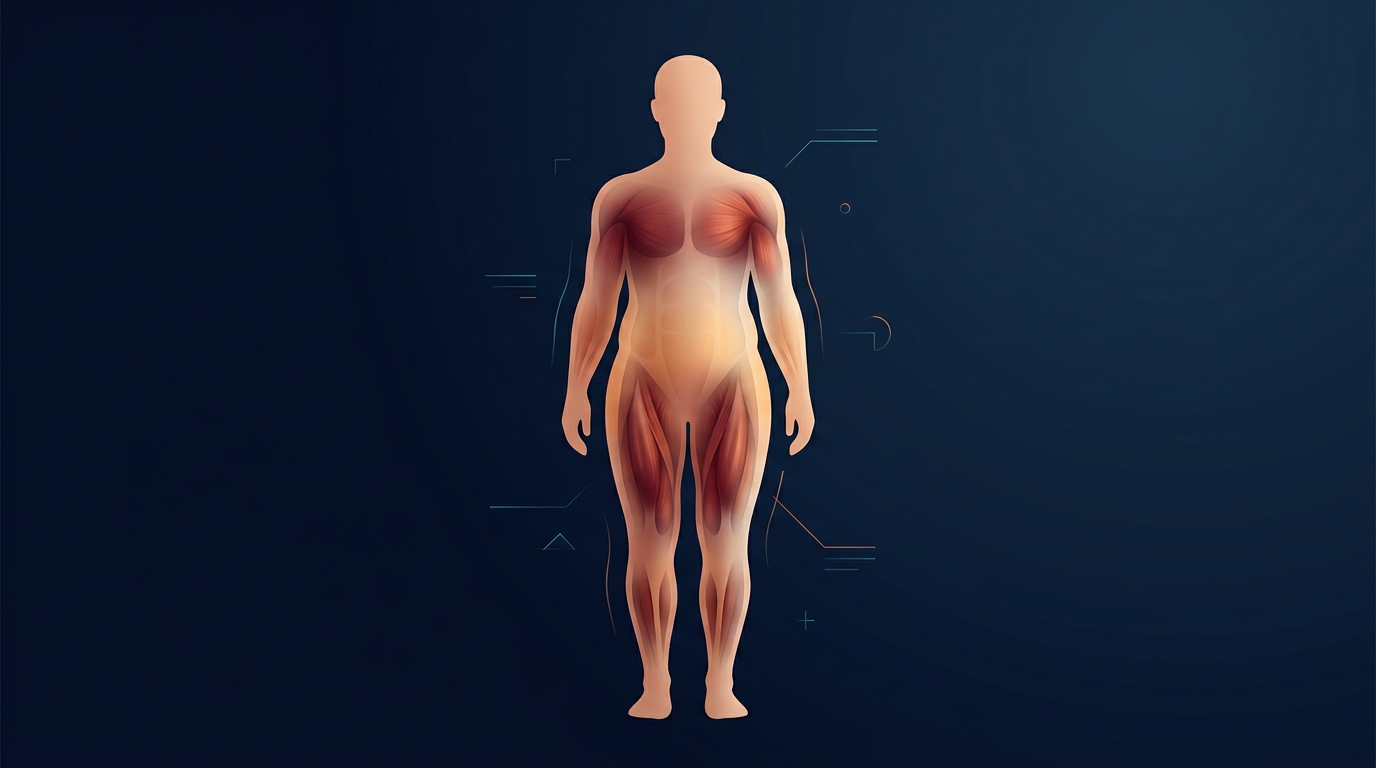 Conceptual illustration of body composition showing the layered relationship between lean muscle tissue and adipose fat tissue beneath the skin